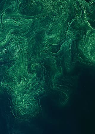 Swirls of cyanobacteria in the Baltic Sea. Recent satellite data suggest that an area almost the size of Nebraska is covered by cyanobacterial blooms.