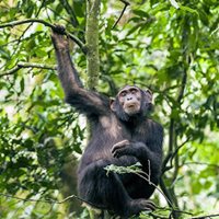 A chimp rests on a branch high in a tree.